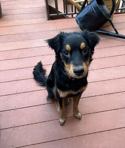 Lost Female Dog last seen Sheridan and 117th, Westminster, CO 80031