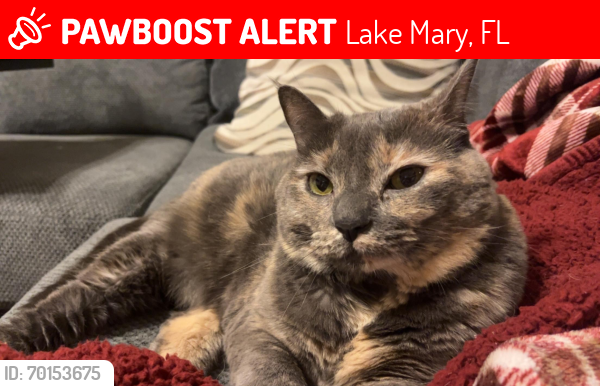 Lost Female Cat last seen Lake mary high school, Lake Mary, FL 32746