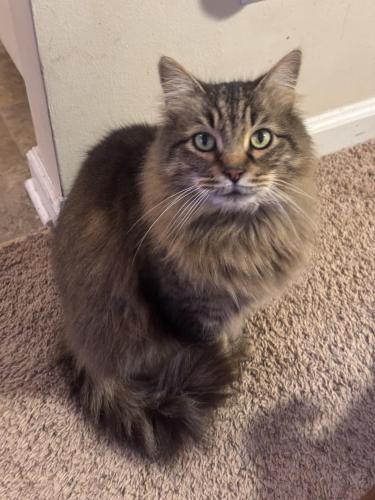 Lost Male Cat last seen Near Campbell Street Angier, NC 27501, Angier, NC 27501