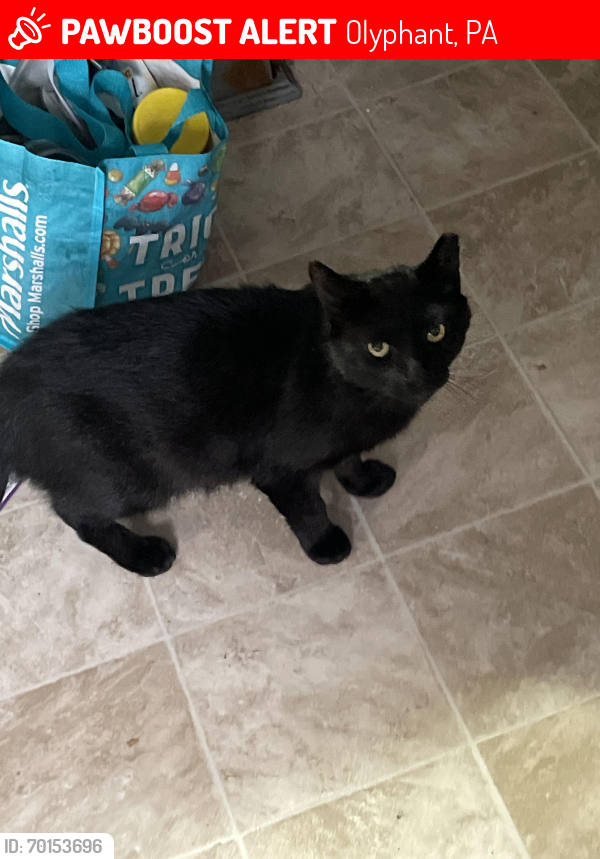 Lost Male Cat last seen Susquehanna  ave olyphant pa, Olyphant, PA 18452