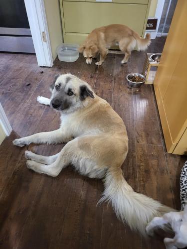 Lost Female Dog last seen Tennessee and Redlands, Near by Redlands Animal Hospital, 레들랜즈, CA 92374