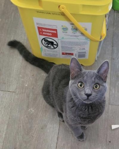 Lost Female Cat last seen National avenue and 32th street, San Diego, CA 92113