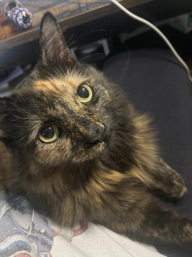 Lost Female Cat last seen Quiet Valley Road and Valley Bend and McCart, Fort Worth, TX 76123