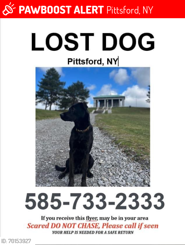 Lost Male Dog last seen Falcon Way/ Marsh Rd , Pittsford, NY 14534