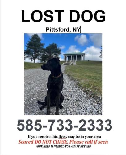 Lost Male Dog last seen Falcon Way/ Marsh Rd , Pittsford, NY 14534