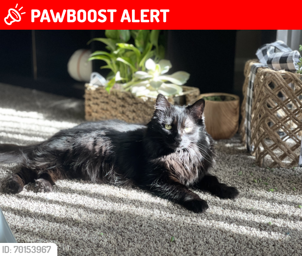 Lost Female Cat last seen Near Schafer heights , Colorado Springs, CO 80907