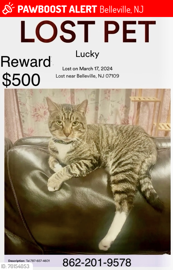 Lost Male Cat last seen Dewitt ave Belleville nj, Belleville, NJ 07109