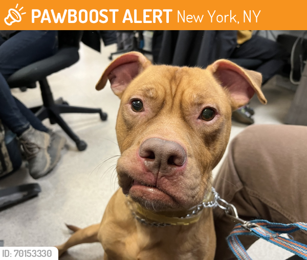 Shelter Stray Male Dog last seen W 126 Street, NEW YORK, NY, 10027, New York, NY 10029