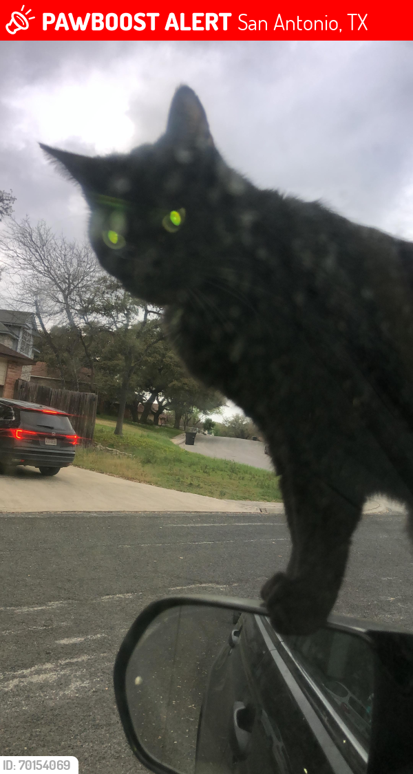 Lost Male Cat last seen Near Oak Island Drive, San Antonio, TX 78250