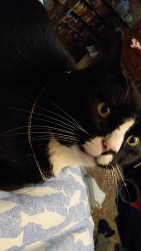 Lost Male Cat last seen Forest drive, east Lincolnway, Henderson drive, Cheyenne, WY 82001