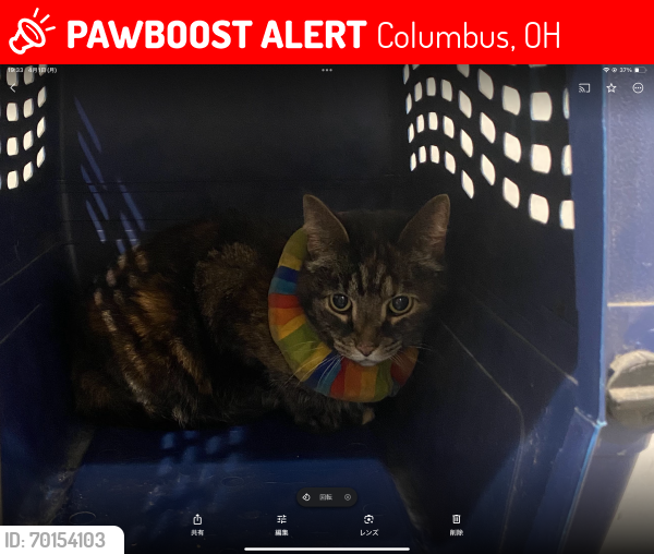 Lost Female Cat last seen W Kenworth columbus Ohio , Columbus, OH 43214