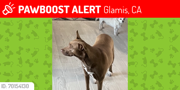 Lost Female Dog last seen Glamis , Glamis, CA 92227