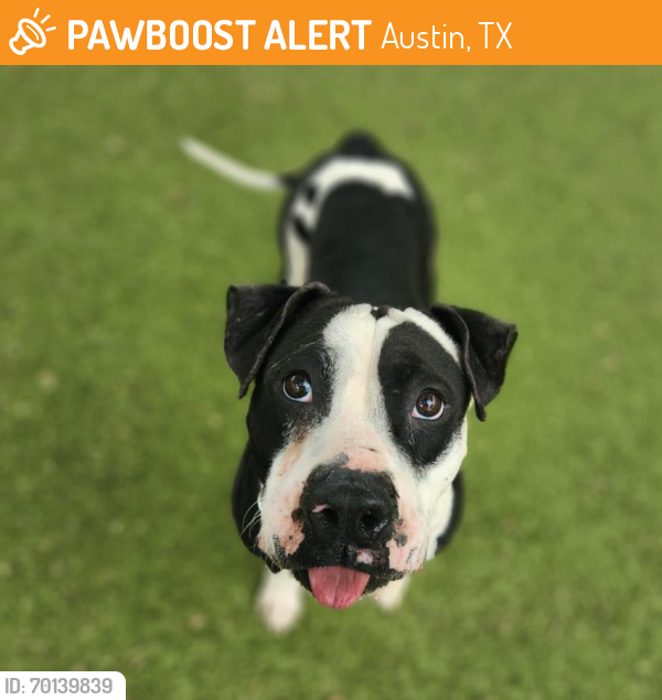 Shelter Stray Male Dog last seen CHAPARRAL CROSSING BLVD AND DUNLAP RD, Austin, TX 78702