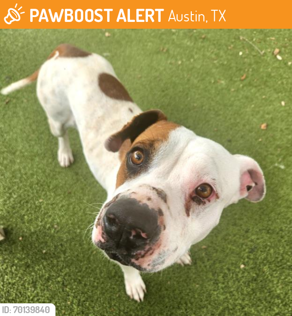 Shelter Stray Female Dog last seen CHAPARRAL CROSSING BLVD AND DUNLAP RD, Austin, TX 78702