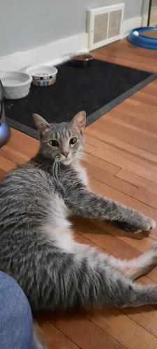 Lost Female Cat last seen 15thave and13 1/2st S Fargo, Fargo, ND 58103