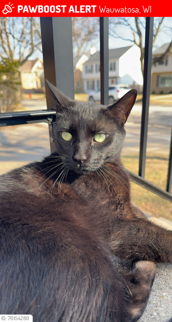 Lost Male Cat last seen 75th and Center St, Wauwatosa, WI 53210