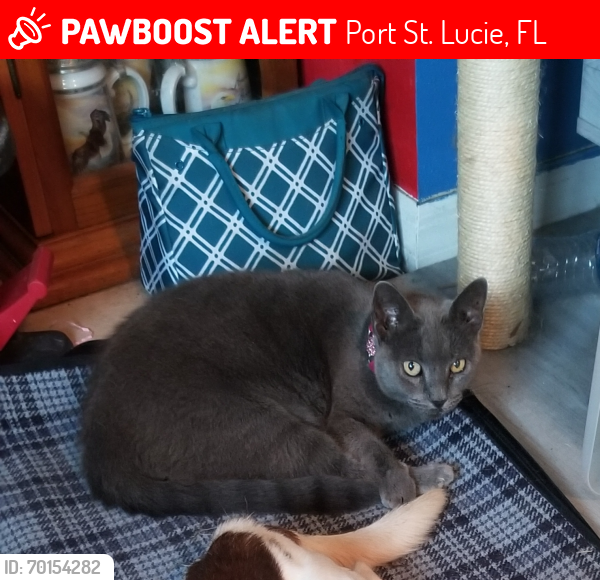 Lost Female Cat last seen Near SW Crescent Ave, Port St. Lucie, FL 34984