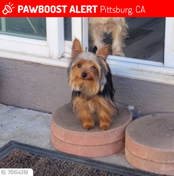 Lost Female Dog last seen W 10th st and Beacon St , Pittsburg, CA 94565
