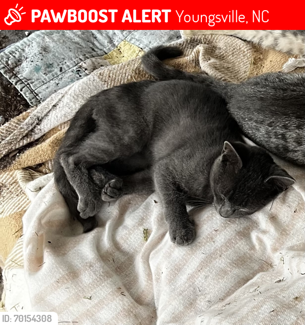 Lost Male Cat last seen Near and Oak Grove Church Rd. Youngsville, NC, Youngsville, NC 27596