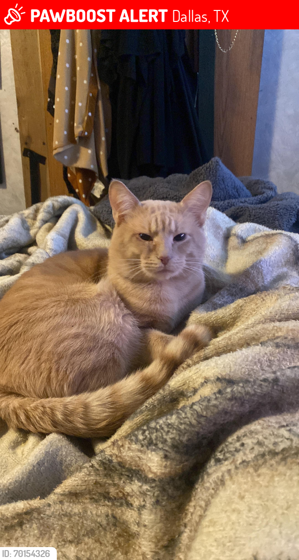 Lost Male Cat last seen Lawnview/sunberry st. (Woodshire mobile  and RV), Dallas, TX 75227