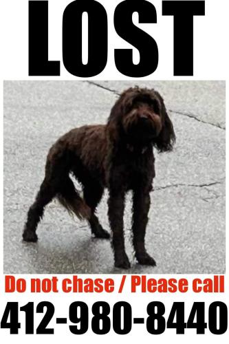 Lost Female Dog last seen Bower hill elementary , Venetia, PA 15367