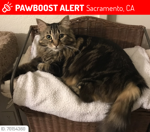 Lost Female Cat last seen Heather Tree Dr & Monument Dr, Sacramento, CA 95842