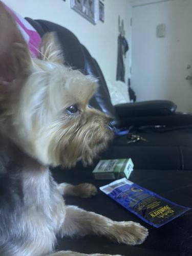 Lost Male Dog last seen Intersection PB Road and Babcock , Palm Bay, FL 32905