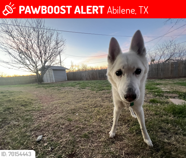 Lost Female Dog last seen Last seen off Hartford near Dyess AFB, Abilene, TX 79605