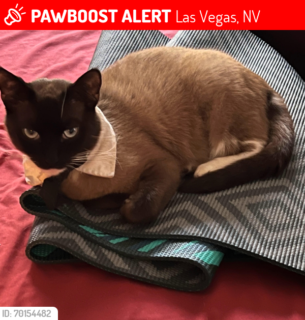Lost Male Cat last seen Manhattan cndmniums , Las Vegas, NV 89123