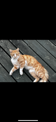 Lost Male Cat last seen Road next to the funeral directors near Peartree avenue , Southampton, England SO19 7AU