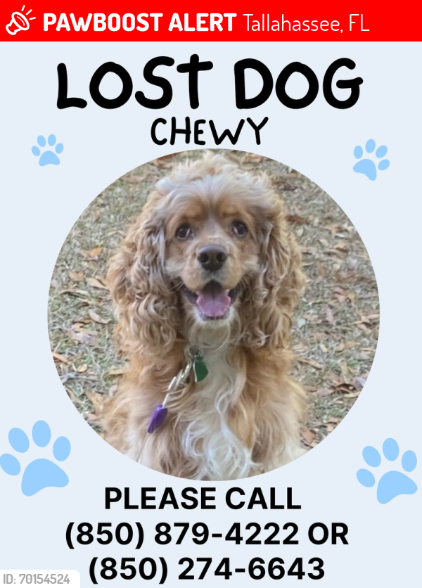 Lost Male Dog last seen La France Road and Crawfordville Highway, Tallahassee, FL 32305
