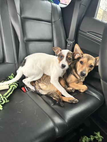 Lost Male Dog last seen Mr auto sales in Willoughby , Willoughby, OH 44094
