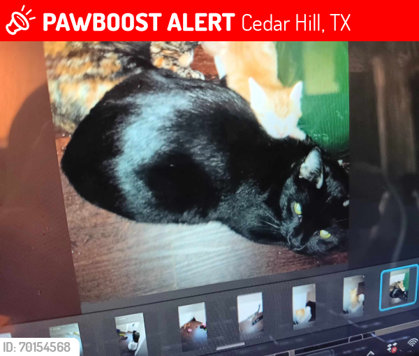 Lost Male Cat last seen Cedar Hill State Park @ Coyote Crossing, Cedar Hill, TX 75104