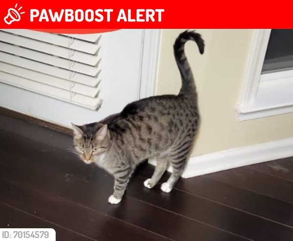 Lost Male Cat last seen Riverwalk Subdivision- Hoover, Jefferson County, AL 35216