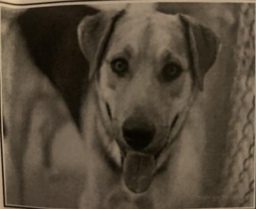 Lost Male Dog last seen 36st/ country club, Tucson, AZ 85713