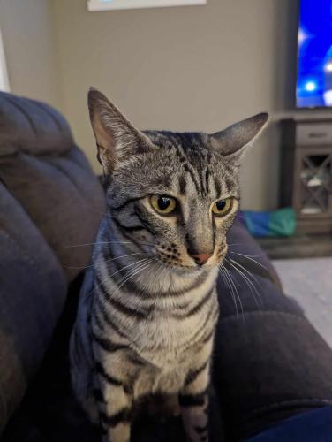 Lost Male Cat last seen The Heights At Red Mountain Ranch, West Richland, WA 99353