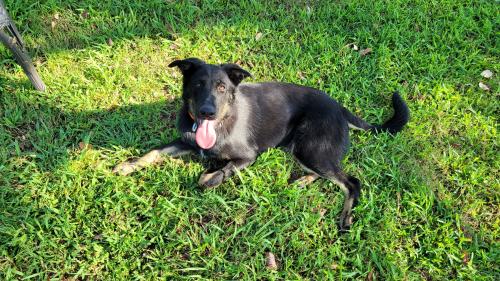 Lost Female Dog last seen Robinswood Rd , Crawford County, AR 72946