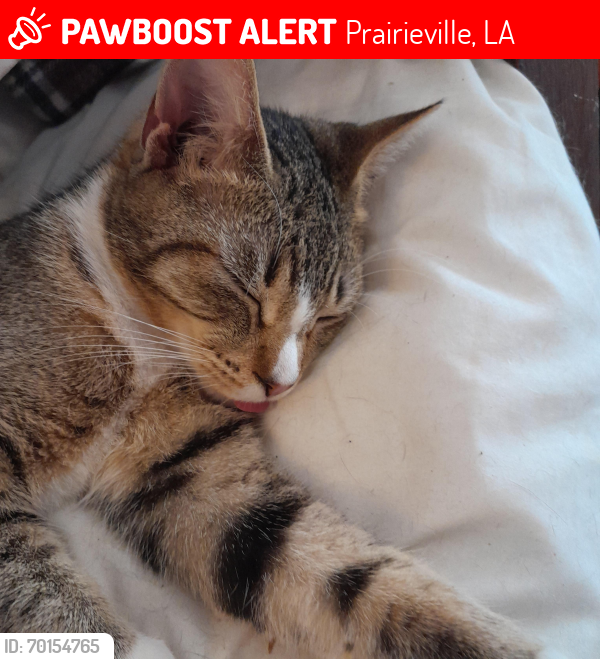 Lost Female Cat last seen Parkview , Prairieville, LA 70769