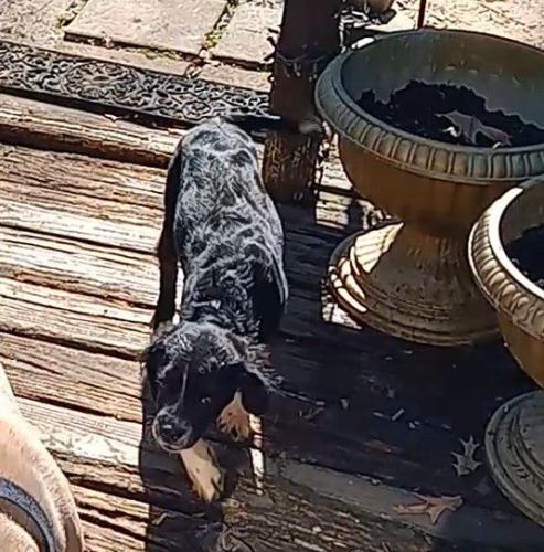 Lost Male Dog last seen Near Somerset Dr, Warner Robins, GA 31088