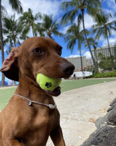 Lost Female Dog last seen Near Hahaione St Honolulu, HI  96825 United States, Honolulu, HI 96825