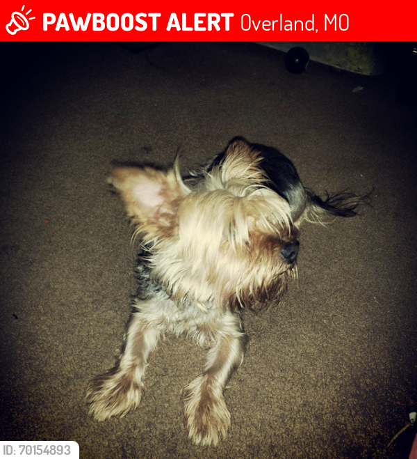 Lost Male Dog last seen Leslie and Lackland, Overland, MO 63114