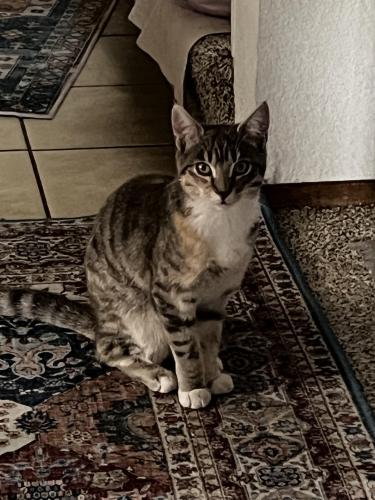 Lost Female Cat last seen Harlequin terrace , Fremont, CA 94555