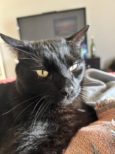 Lost Male Cat last seen Henry Ave / Park Hill Blvd, West Melbourne, FL 32904