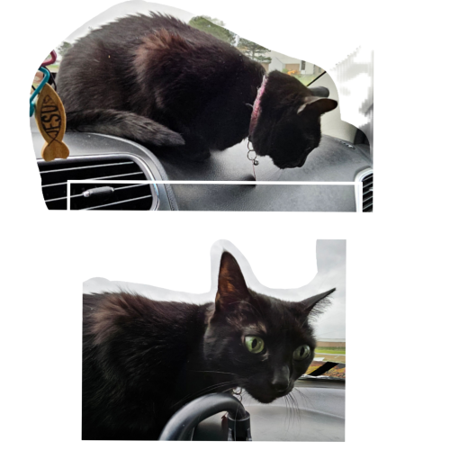Lost Female Cat last seen Petro TruckStop, I-40 x161. Back row behind trk shop along service rd & fence, hiding in thicket?, North Little Rock, AR 72117
