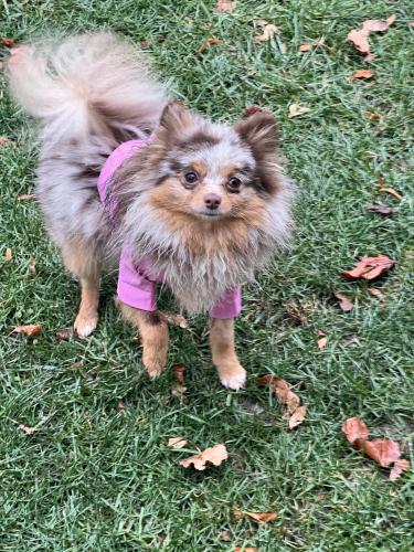 Lost Female Dog last seen Near and Capitol Milwaukee , Milwaukee, WI 53216