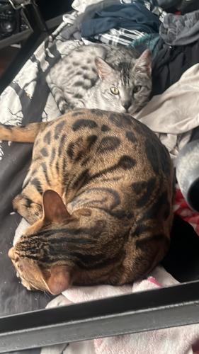 Lost Male Cat last seen Skate park on grouse rd westbank , Westbank, BC V4T 2H3