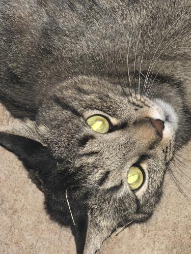 Lost Male Cat last seen Bell Farms, Lubbock, TX 79423