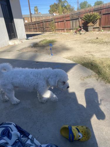 Lost Male Dog last seen Arnold , Bakersfield, CA 93305