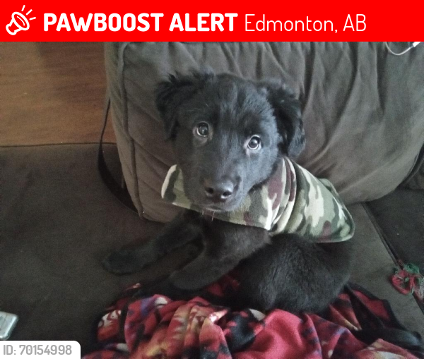 Lost Female Dog last seen Edmonton,Alberta along with Lexi her mother is missing too she looks like Lexi just a bigger version please they need to come  we miss them so much and they mean more than you know , Edmonton, AB 