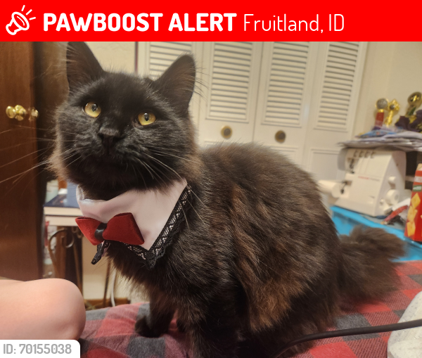 Lost Male Cat last seen Near N Alder Dr at , Fruitland, ID 83619